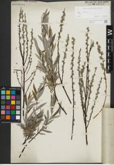 Foto von Salix repens subsp. rosmarinifolia (L.) Andersson